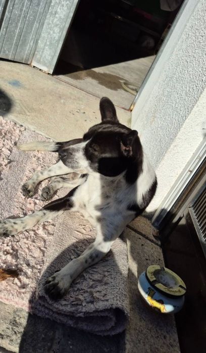 Caozinho 1/2 aninhos para adopção