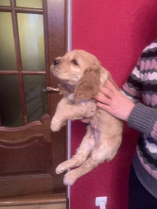 Продам щенят Спаніельчиків