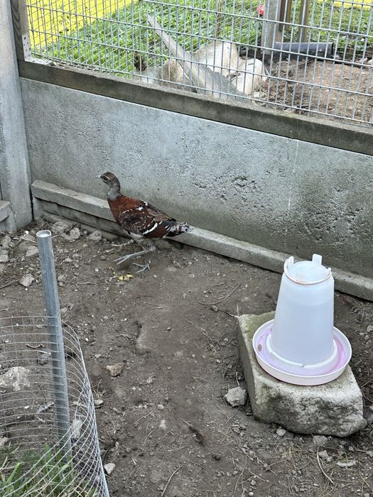 Sprzedam bazanty kasztanowe E L I O T Y z 2025r