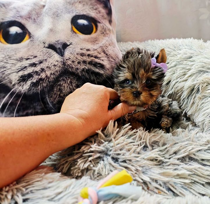 Yorkshire terrier piękna suczka miniaturka xxxs black merle