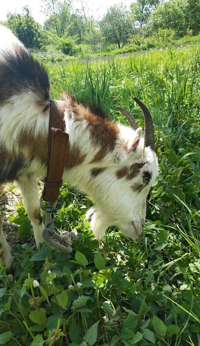 Продам козу молода дворічна коза