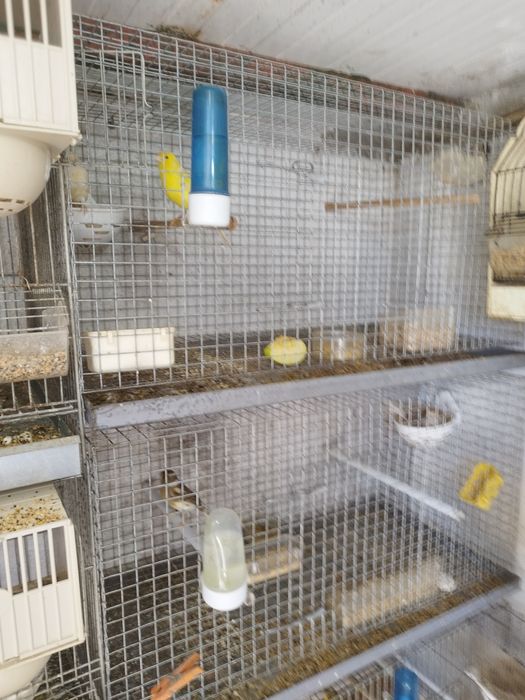 Vendo todo o meu plantel de canários reprodotores e novos gaiolas em bom estado motivo doença