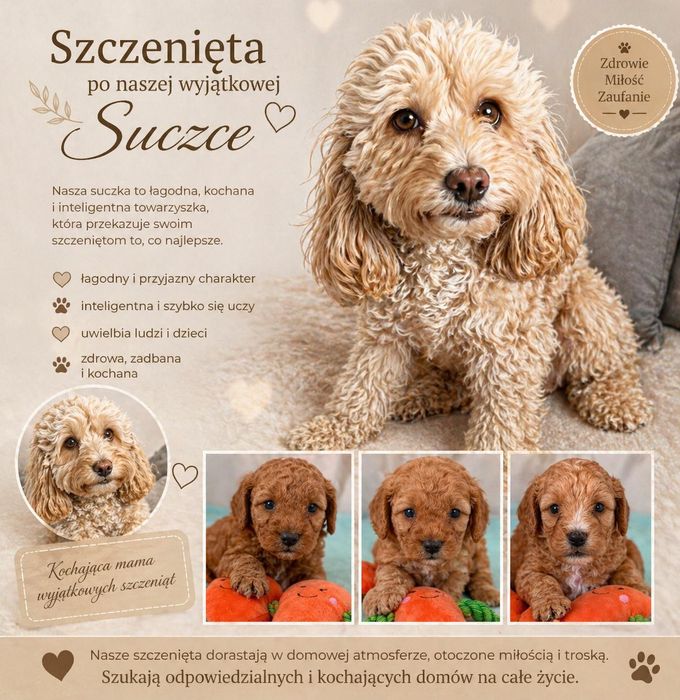 Cockapoo dziewczynka