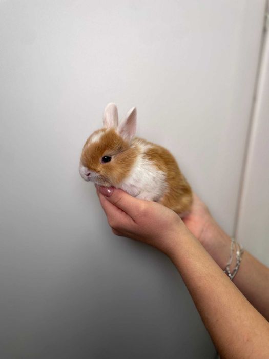 Маленькі кролики до Святого Миколаю, ідеальний подарунок для дітей