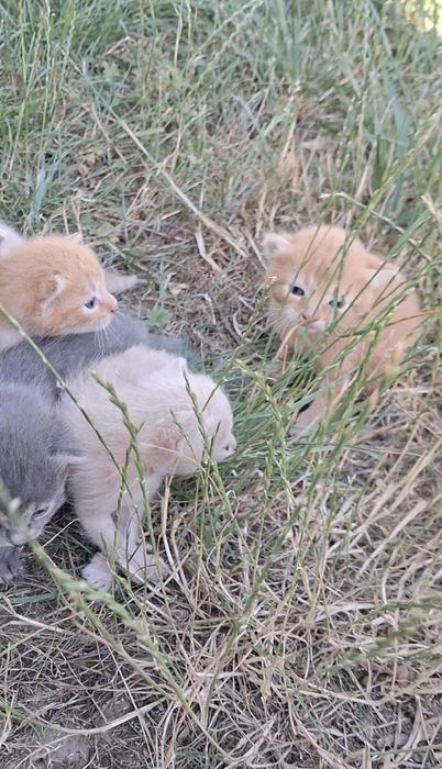 Котики шукають батьків