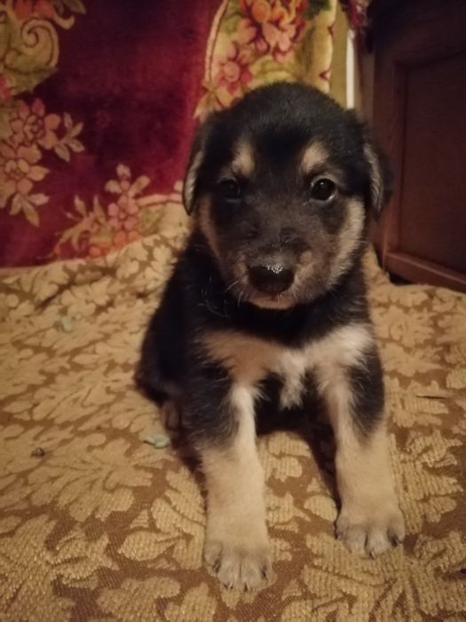 Хлопчик, майже вівчарка.