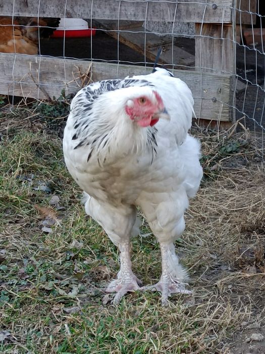 Koguty brahma polecam.