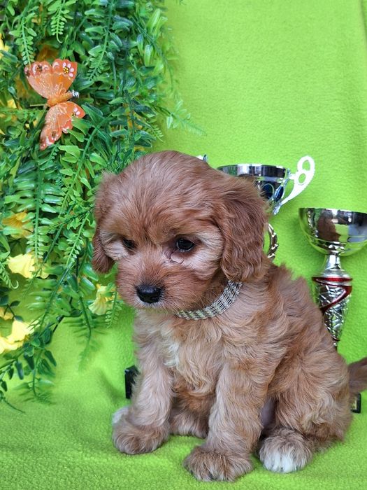 Cavapoo  z paszportem i certyfikatem