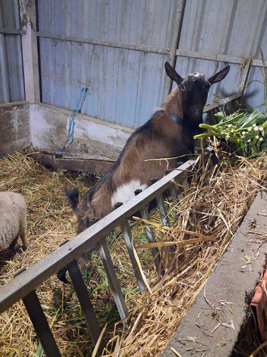 Cabrito novo a cubrir
