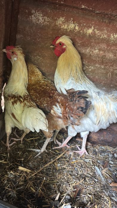 Galos de raça para venda e troca