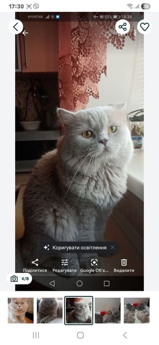 В'язка Шотландський прямоухий