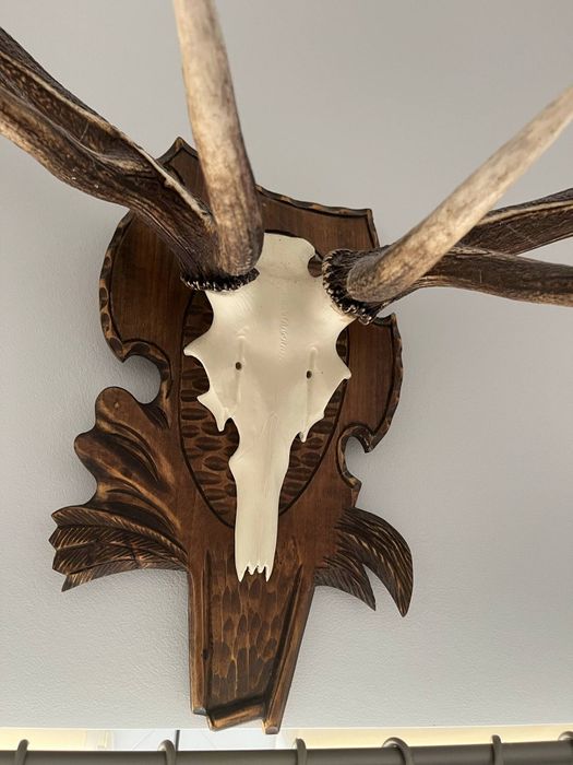 Poroże jelenia na ozdobnej desce