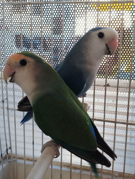 Agapornis roseicollis fêmeas