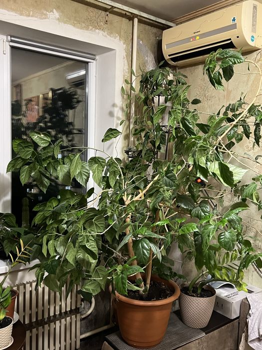 кімнатна роза самовивіз