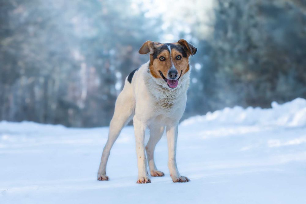 IZARI - już nie smutny, pełen wiary w człowieka łaciatek