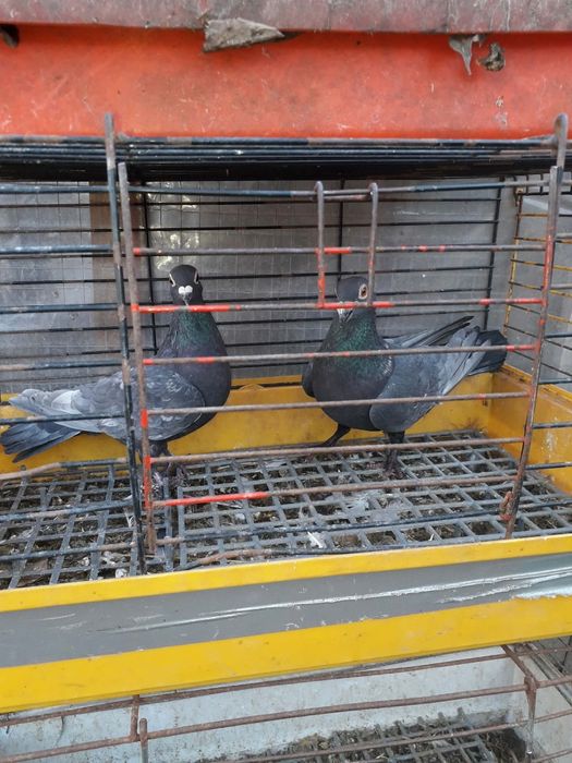 Sprzedam gołębie Pocztowy andaluz