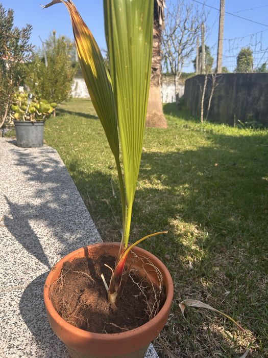 Vasos de Palmeira Washingtonia