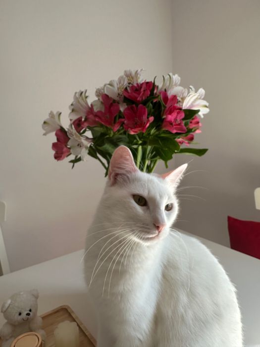 Oddam kota głuchy kocha ludzi