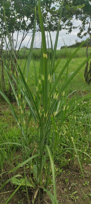 Trawa miskant zebrinus " zeberka"