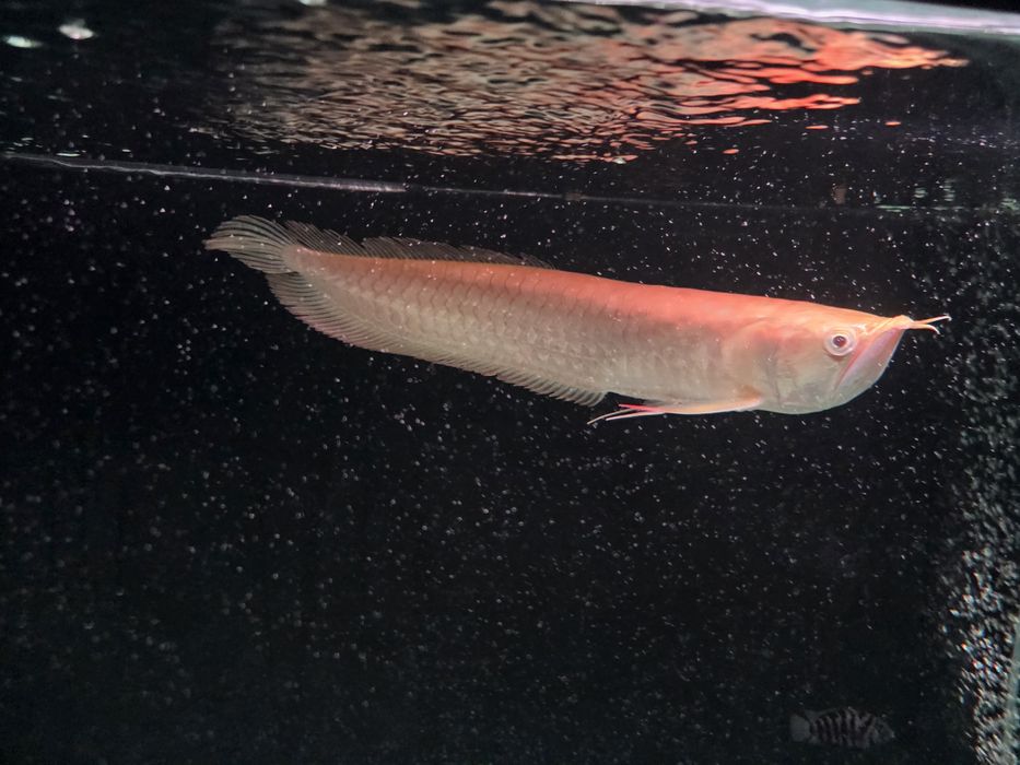 Vendo/Troco Arowana albina 35-40cm