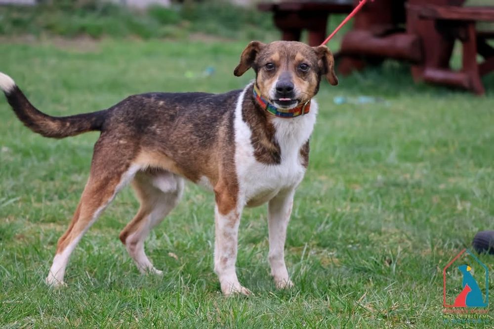 Kajtuś 196/21 - SZUKA DOMU!