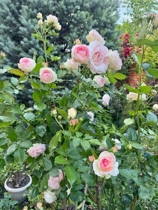 Терміновий продаж гарного  сучасного будинку