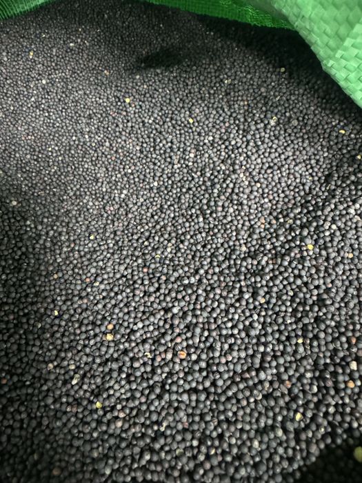 Rzepak jary na olej rzepak ozimy