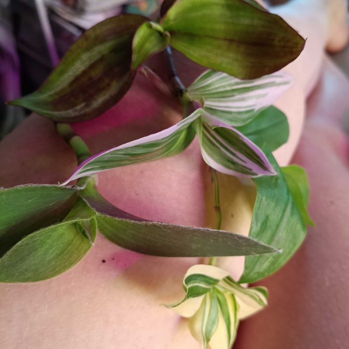 trzykrotki tradescantia 50szt ciętych