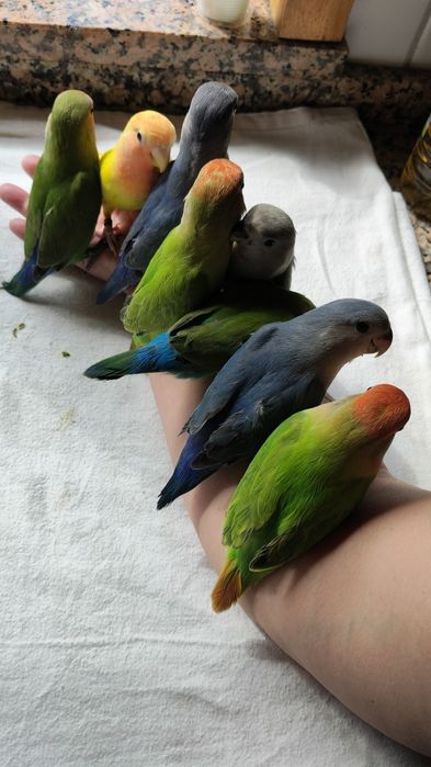 Vendo Agapórnis domesticados e super meigos
