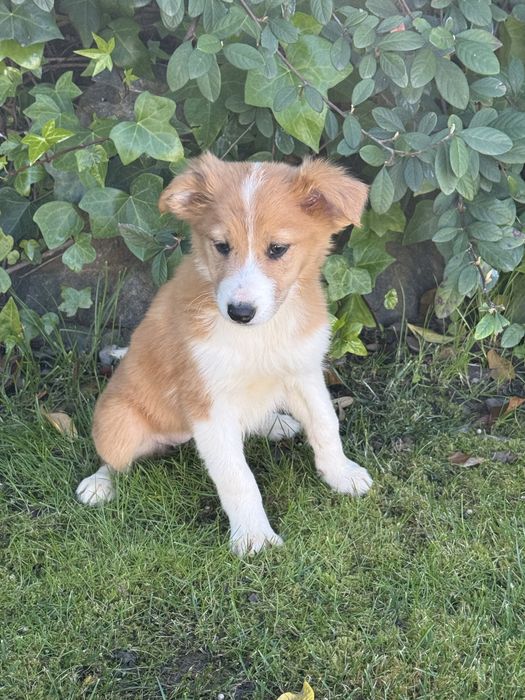 Border collie Disponivel