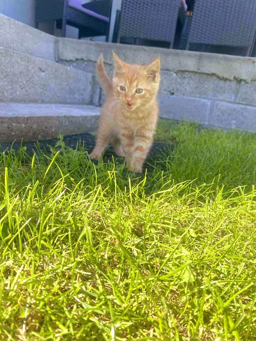 Rudy kocurek 2 miesięczny, adopcja.