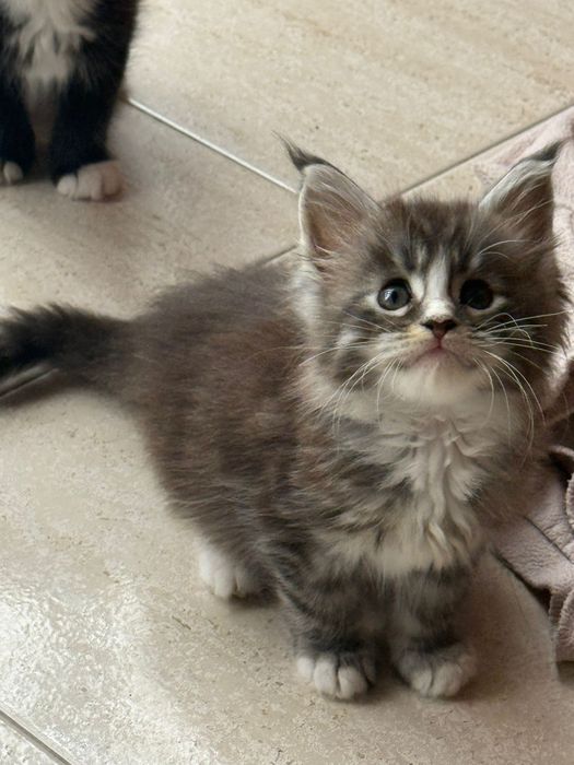 Mainne coon excelentes