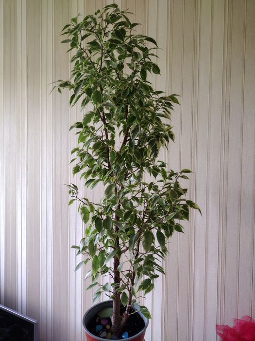 Фикусы Бенджамина