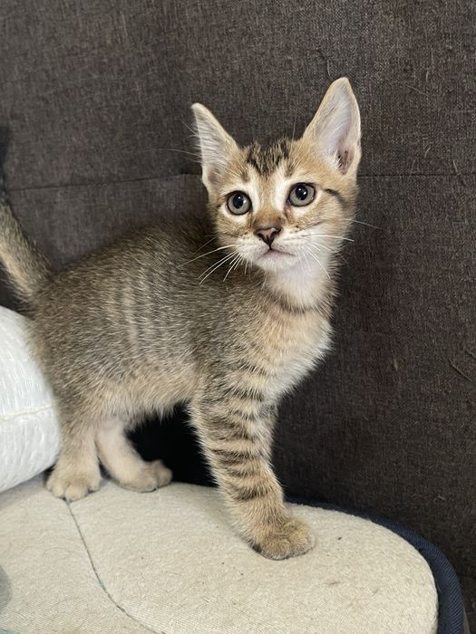3 Gatinhos para adoção responsável