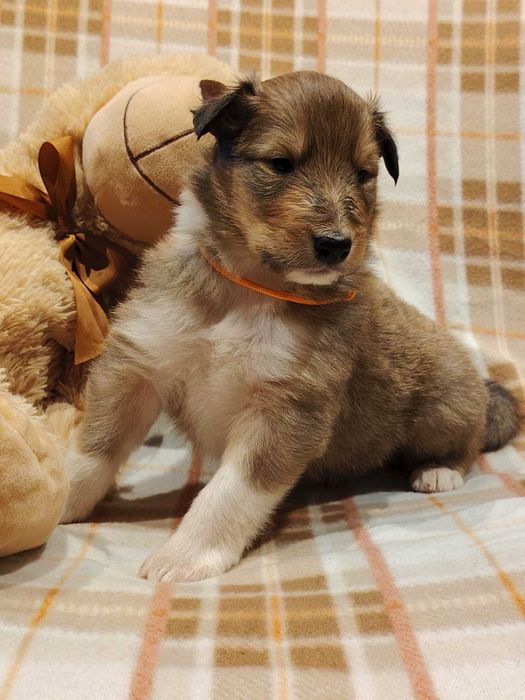 Dostępny śliczny piesek Owczarek Szkocki Długowłosy