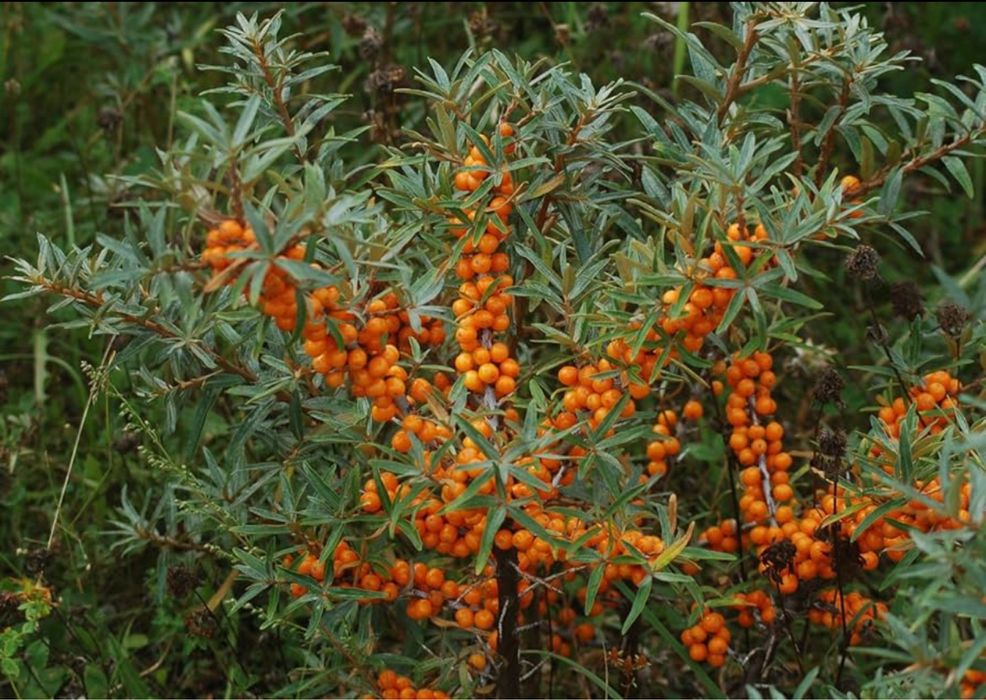 Espinheiro-Marítimo