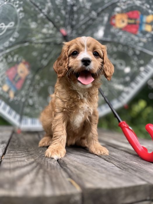 Кавапу ( Cavapoo)дівчинка