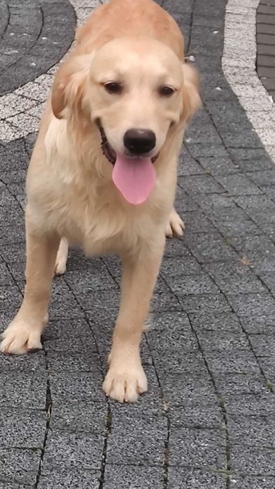 Golden retriever piesek po Championie Pakiet Badań DNA
