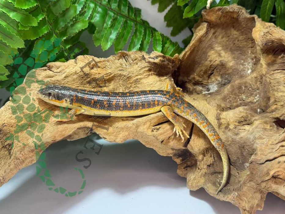 Scynk berberyjski scynki berberyjskie nie agama nie gekon Warszawa
