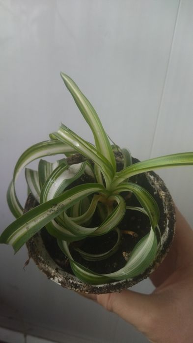 Рослина кімнатна