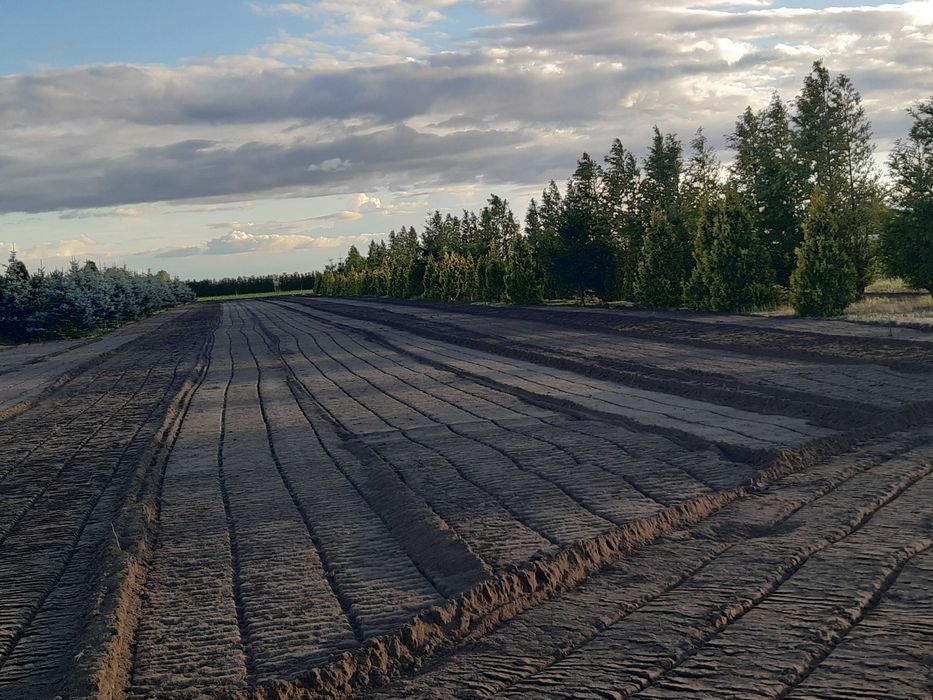 MULCZER WGLEBNY mulczowanie MULCZER LESNY czyszczenie dzialek