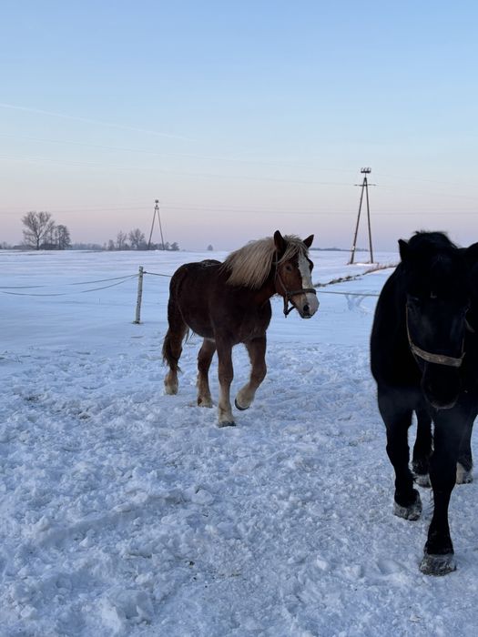 Sprzedam klacz.     ,