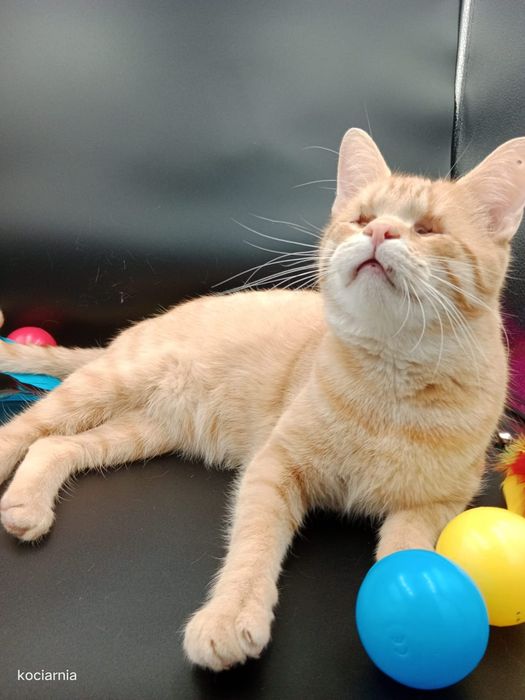 Klakier, kotek bez oczek...