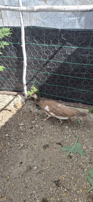 Pavão 4 meses venda