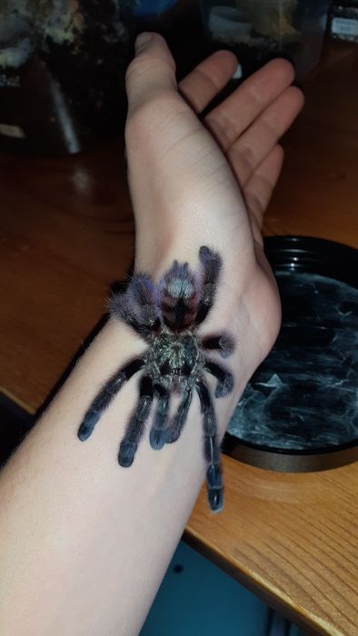 Caribena versicolor samiec l8 / L9