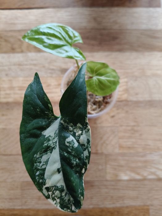 Syngonium Aureum Yellow