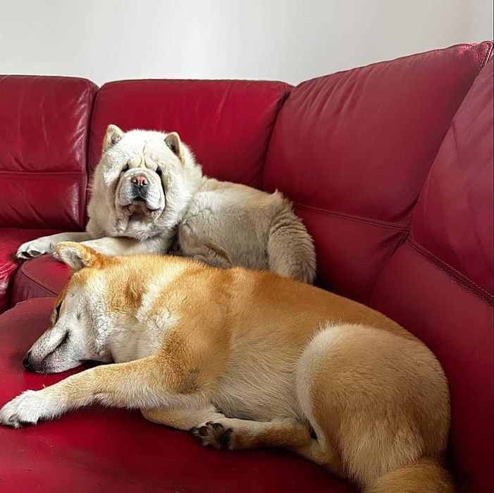 Hotel domowy dla psów Dog Holidays