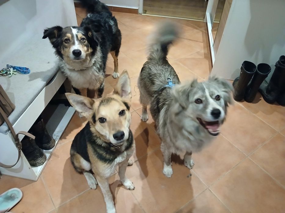 Pluto do adopcji