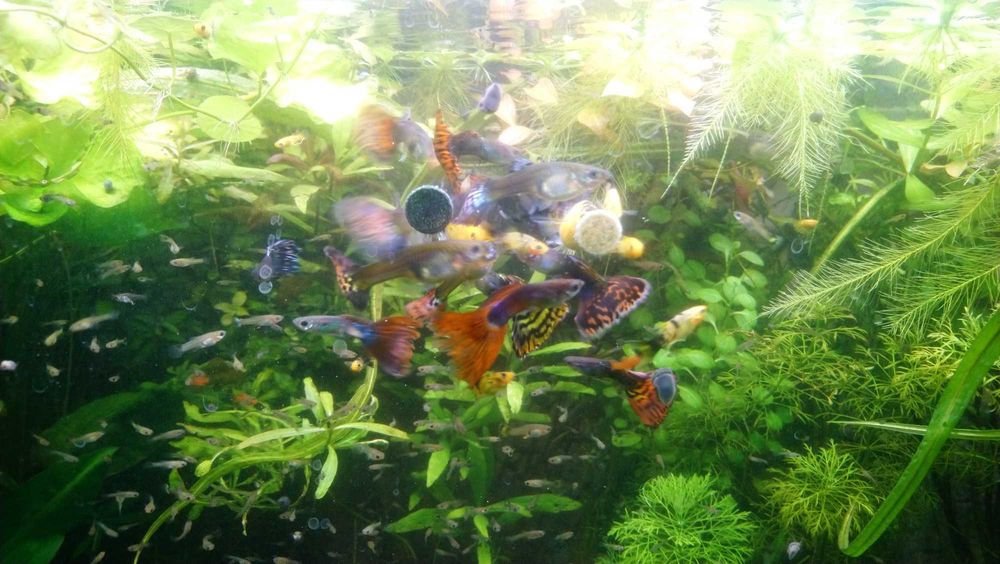 Gupik pawie oczko - narybek, rybki do akwarium