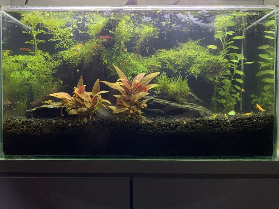 Akwarium 13L z lampą i pokrywa